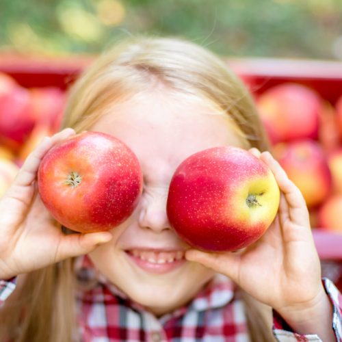 Girl with Apple in the Apple Orchard. Beautiful Girl Eating Organic Apple in the Orchard. Harvest Concept. Garden, Toddler eating fruits at fall harvest. Apple picking.